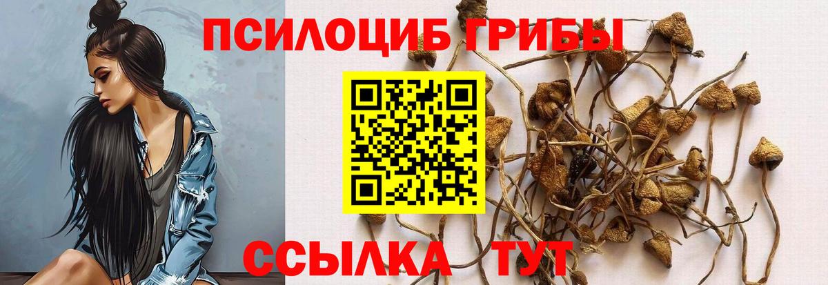 Галлюциногенные грибы Psilocybe Бутурлиновка